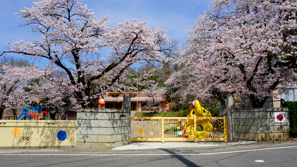 桜と正門